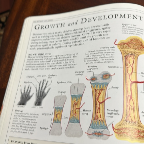 DK Hardcover Nonfiction Book: The Human Body Illustrated Guide 1995 EC - Picture 5 of 11